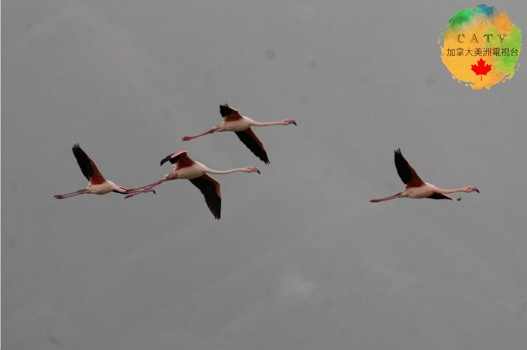 微信图片_20251130214418_595_77