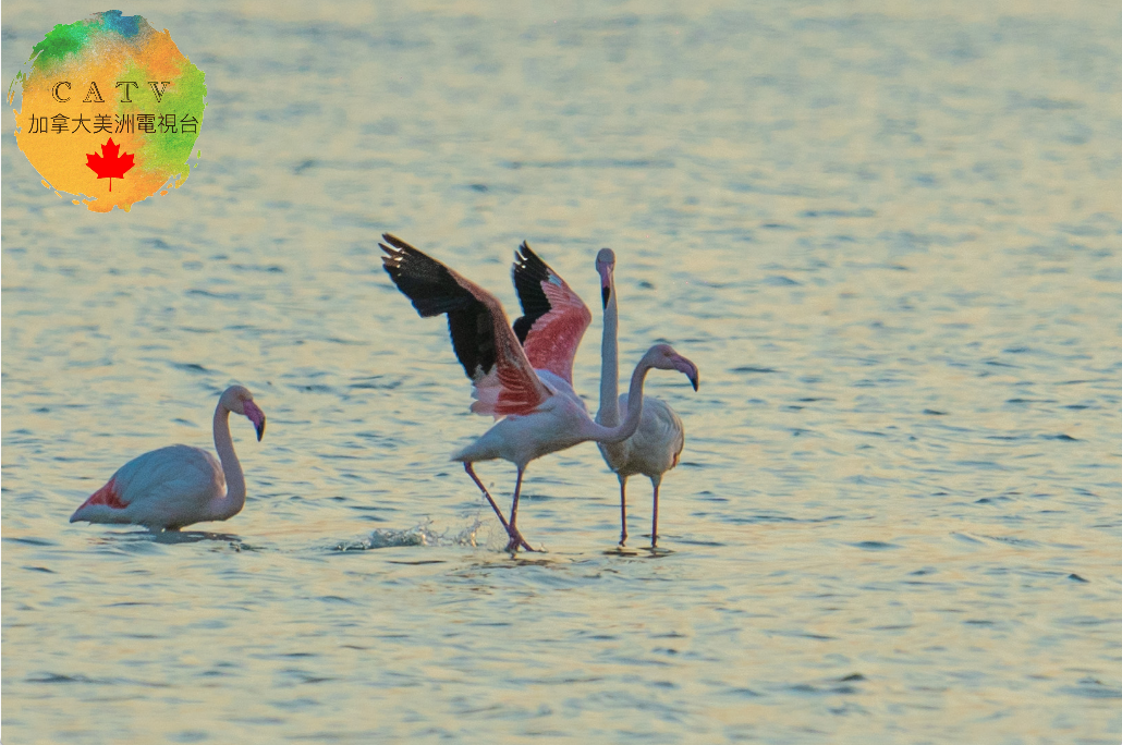 微信图片_20251130214557_597_77